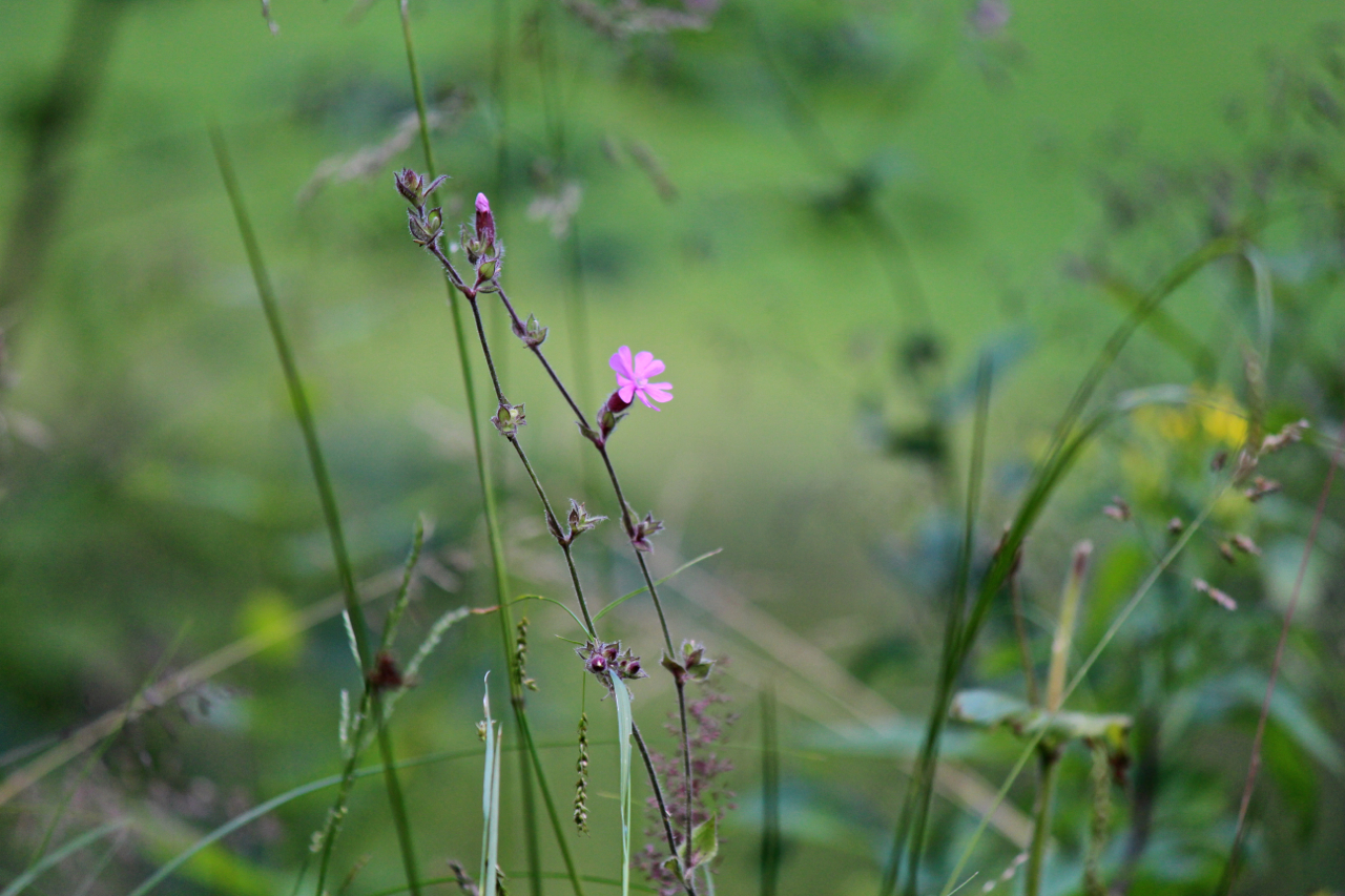 More Flowers