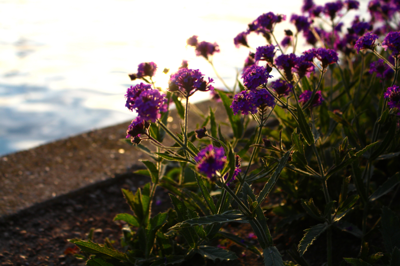 flowers on the riverbank in Zurich