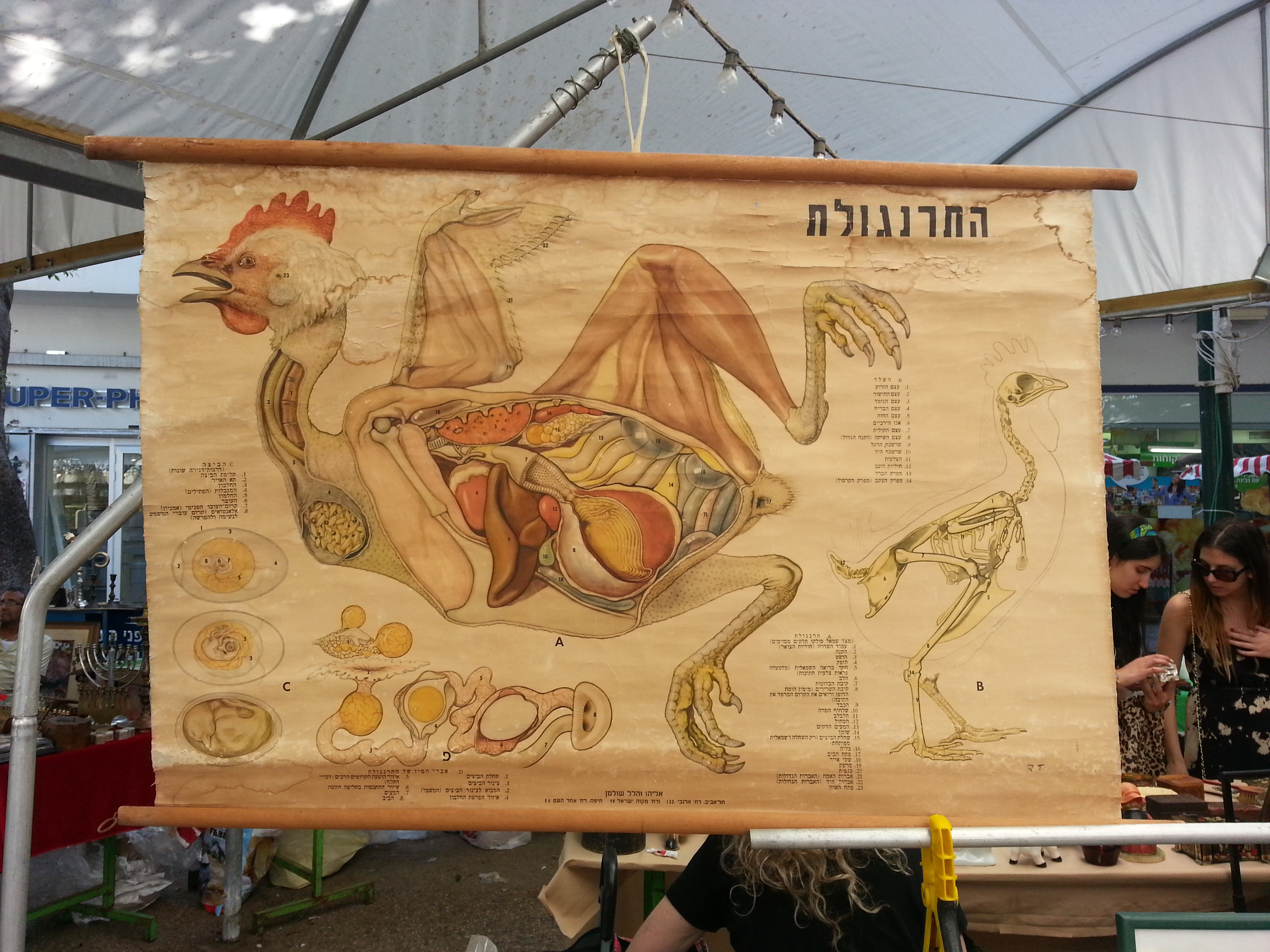 chicken anatomy wall hanging